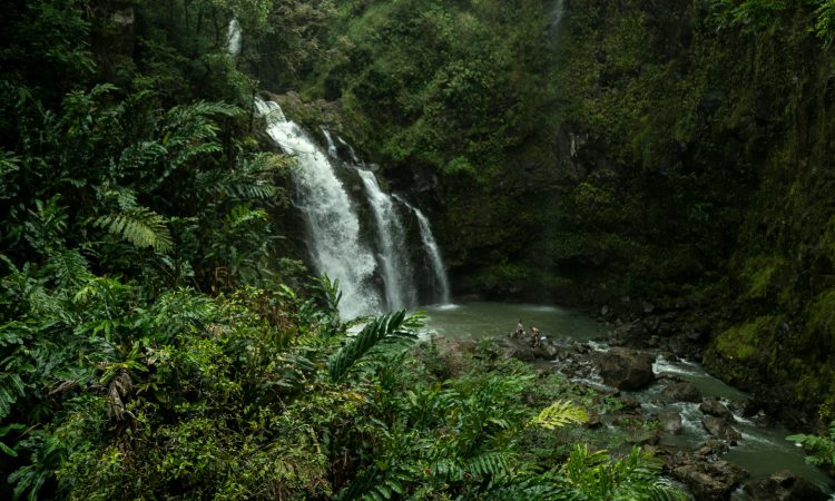 Conquer the Challenging Kashasha River Trail in Bwindi