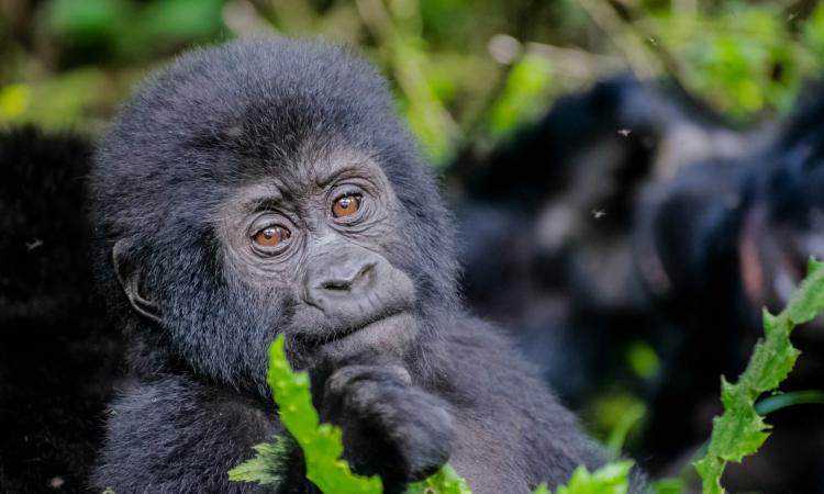 Effective Strategies to Save Gorillas - Conservation Efforts & How You Can Help