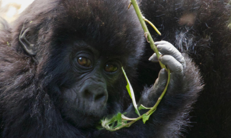 Essential Tips to Survive a Gorilla Attack - Safety Guidelines for Gorilla Encounters