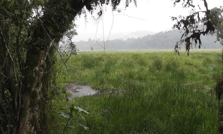 Explore the Mubwindi Swamp Trail in Bwindi National Park