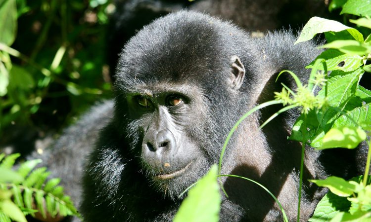 Gorilla Life Cycle - From Birth to Death