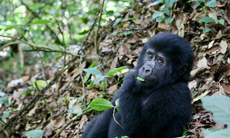 How Do You Call a Baby Gorilla? (Complete Guide)