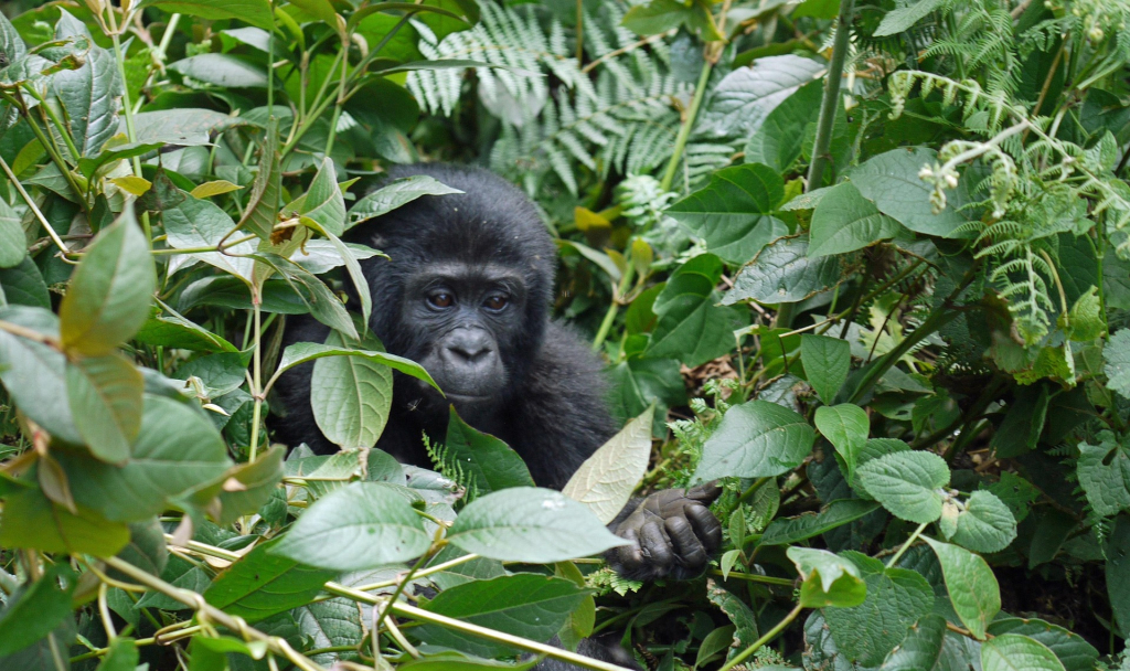 How Many Humans Would It Take to Overpower a Gorilla?