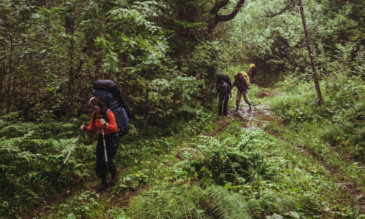 Ivy River Trail - A Scenic Hike Through Bwindi Impenetrable National Park