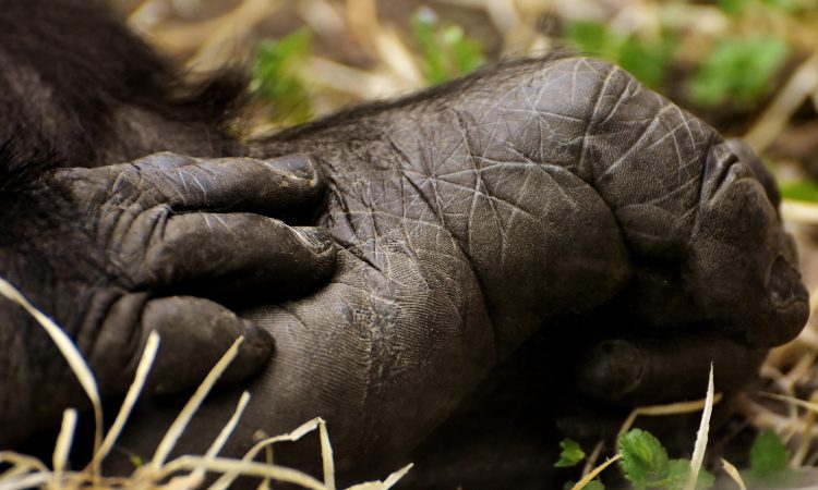 Mountain Gorilla Behavior & Adaptations - Insights into Their Social Structure & Survival Strategies