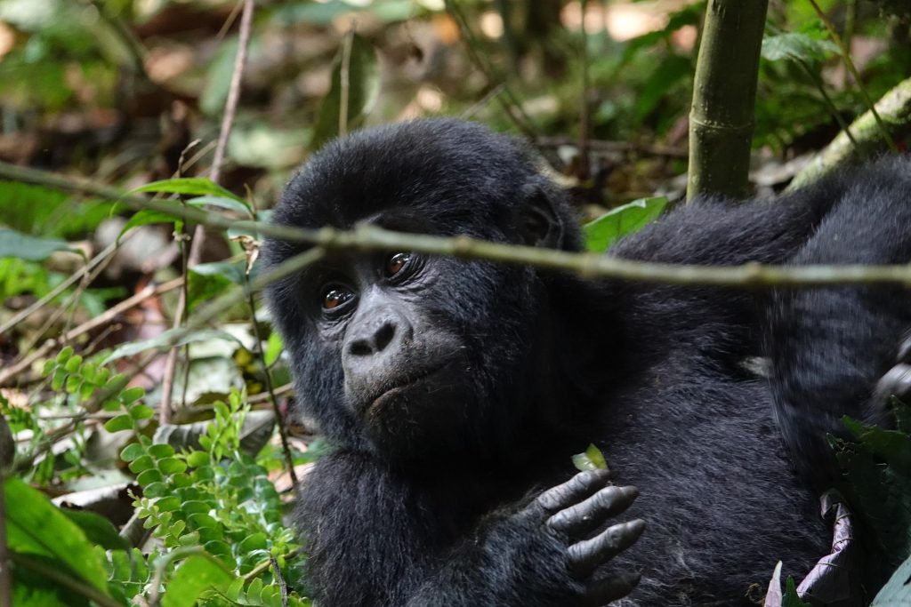 Mountain Gorilla Conservation - Protecting an Endangered Species