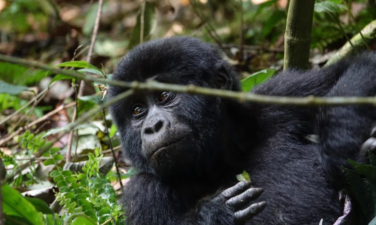 Mountain Gorilla Conservation - Protecting an Endangered Species