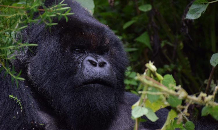 Mountain Gorilla Habitat - Exploring Their Natural Environment