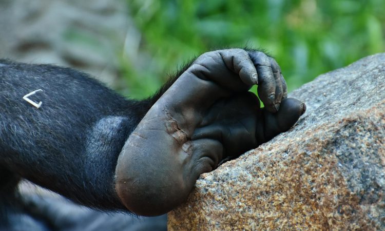 Mountain Gorilla Lifespan - How Long Do These Great Apes Live?