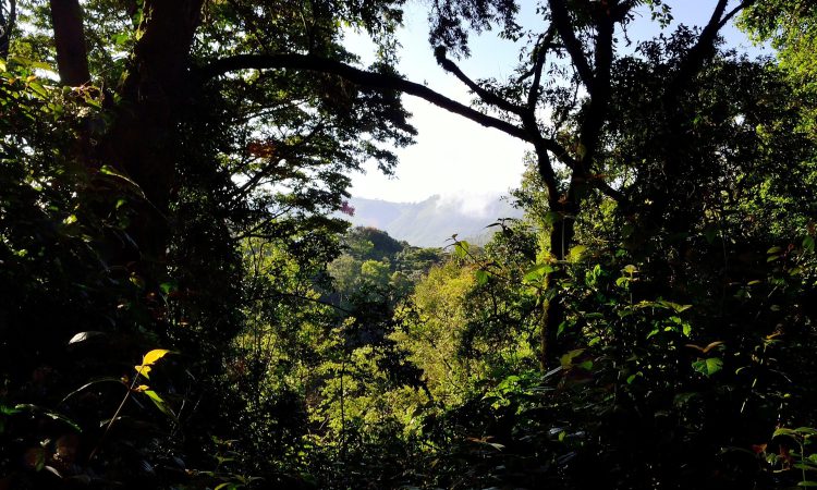 Mountain Gorilla Locations - Where to Find These Majestic Primates