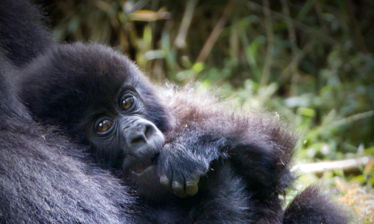 Mountain Gorilla Predators - Understanding Natural Threats