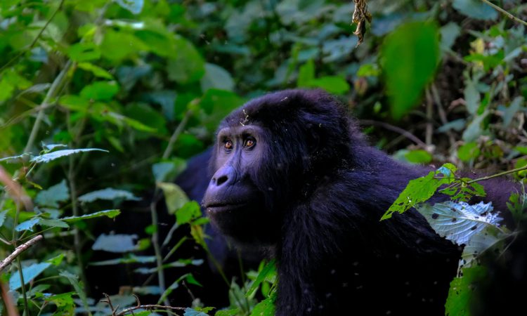Buhoma Gorilla Permits – Secure Your Spot for Bwindi Trekking