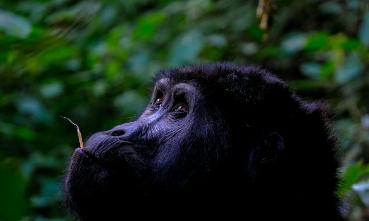 The Crucial Roles of Gorillas in Ecosystem Balance & Biodiversity