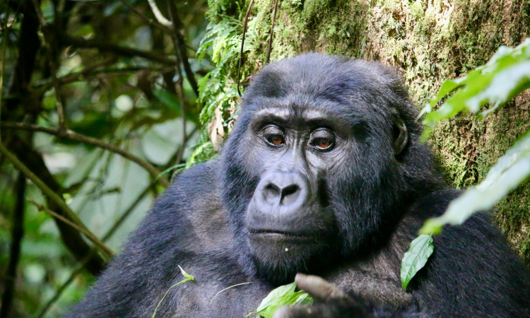 Understanding Gorilla Vocalizations - Communication & Meaning