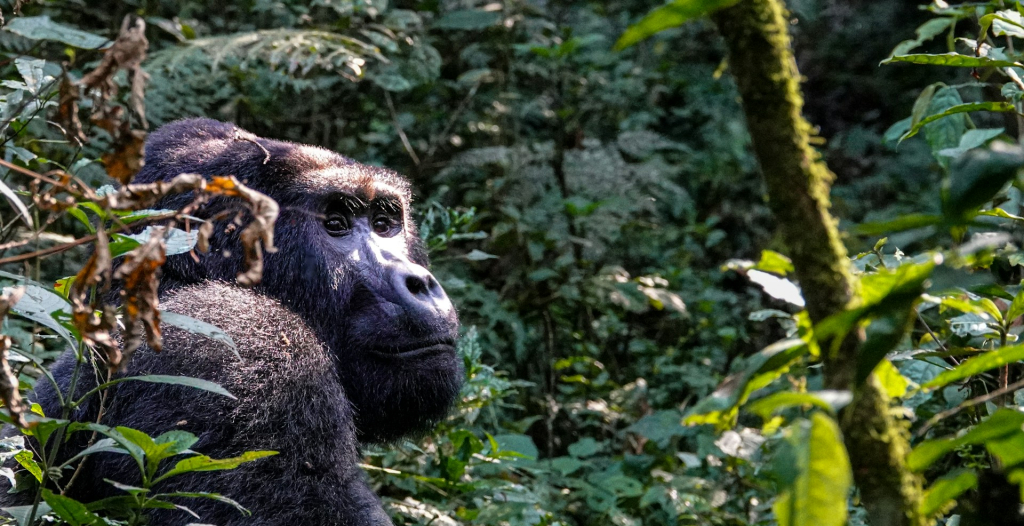 Meet the Kahungye Gorilla Family – Unique Trekking in Bwindi
