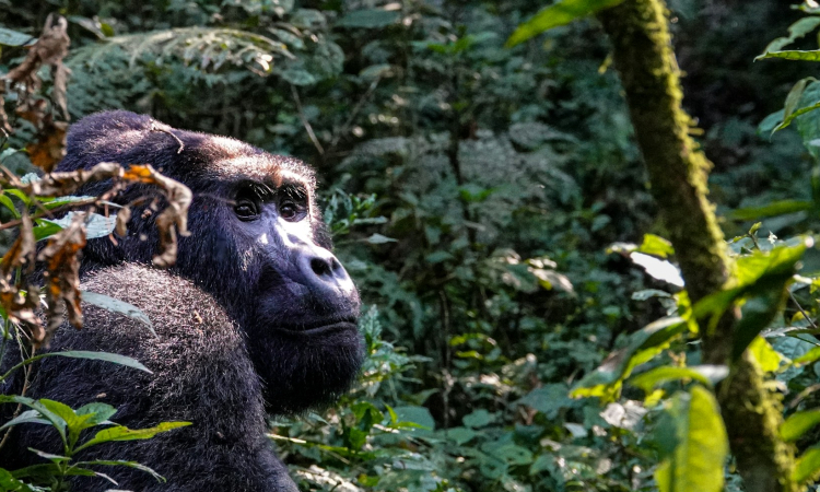 Meet the Kahungye Gorilla Family – Unique Trekking in Bwindi