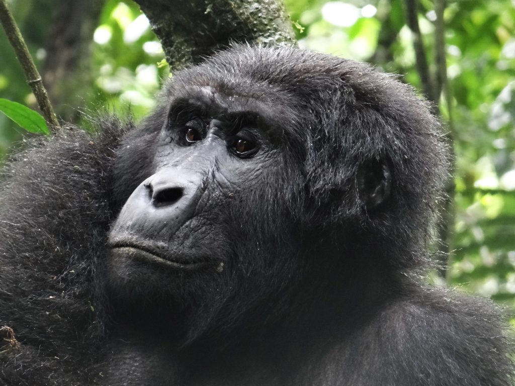 What Is a Group of Gorillas Called? Understanding Gorilla Social Structures