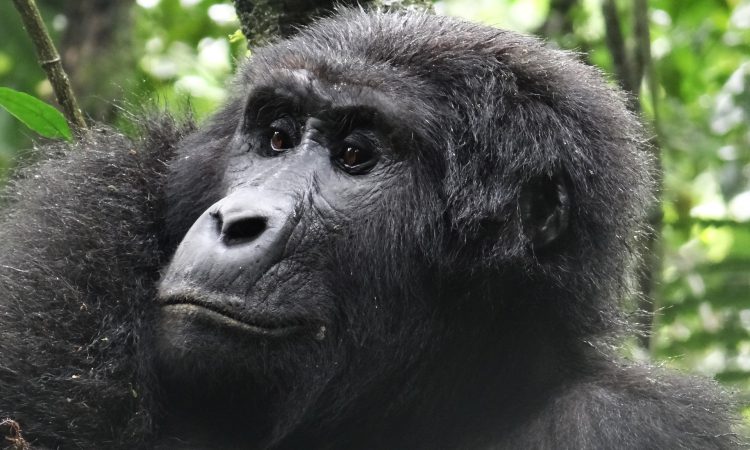 What Is a Group of Gorillas Called? Understanding Gorilla Social Structures