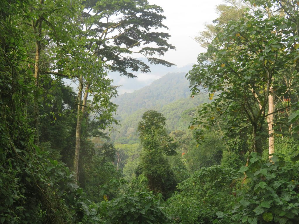 Additional Facts About Bwindi