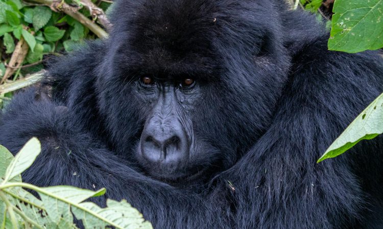Are Gorillas Friendly? Understanding the Gentle Nature of Mountain Gorillas