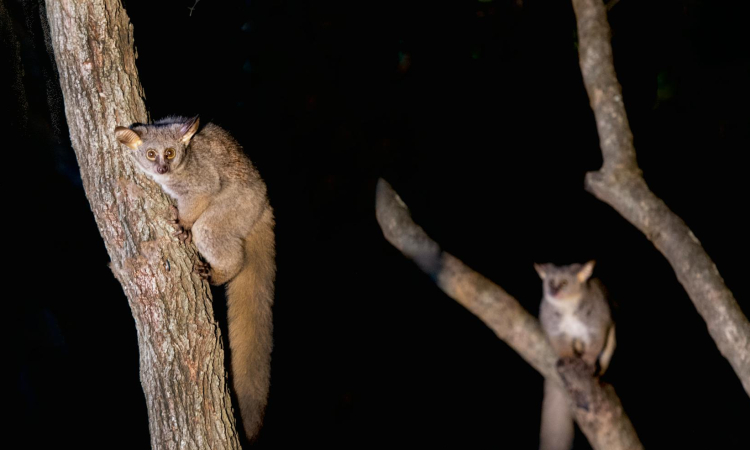 Bush Babies in Bwindi Impenetrable National Park - Species & Habitats