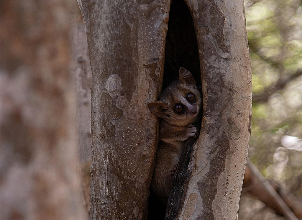 Bush Babies in Bwindi Impenetrable National Park - Species & Habitats