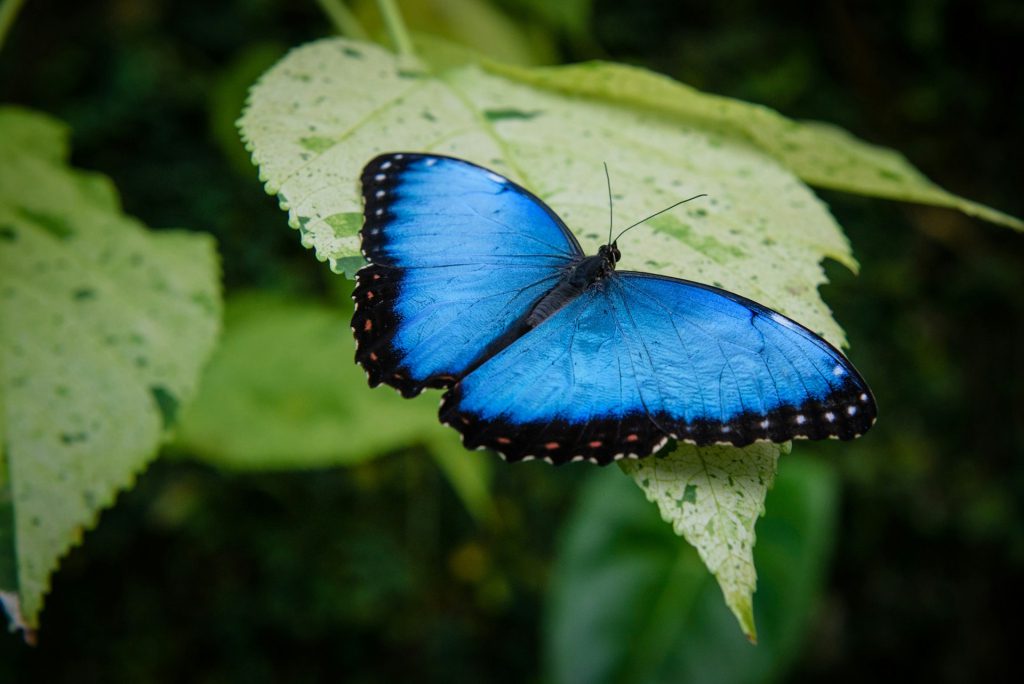 Discover the Diverse Butterfly Species of Bwindi Impenetrable National Park