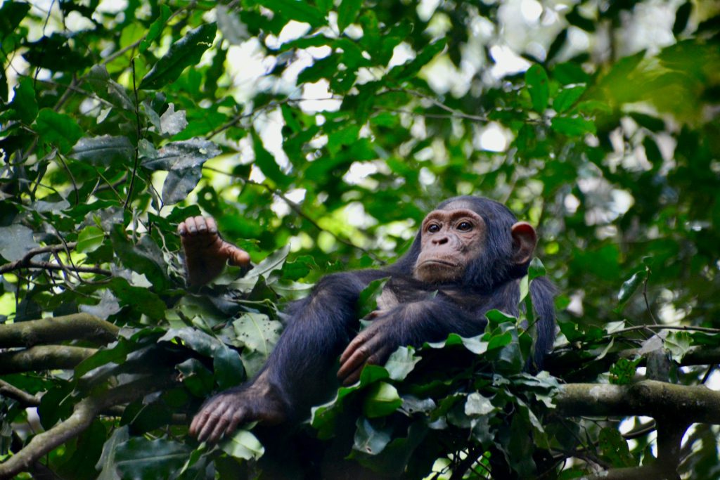 Chimpanzees in Bwindi Impenetrable National Park - Coexisting with Mountain Gorillas