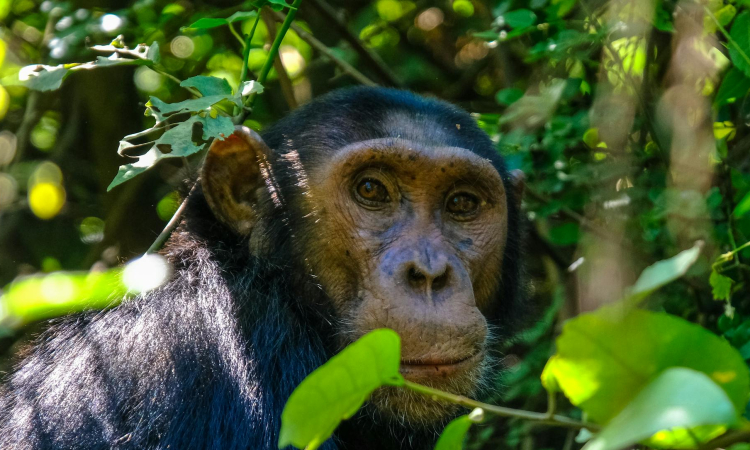 Chimpanzees in Bwindi Impenetrable National Park - Coexisting with Mountain Gorillas