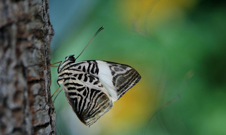 Discover the Diverse Butterfly Species of Bwindi Impenetrable National Park