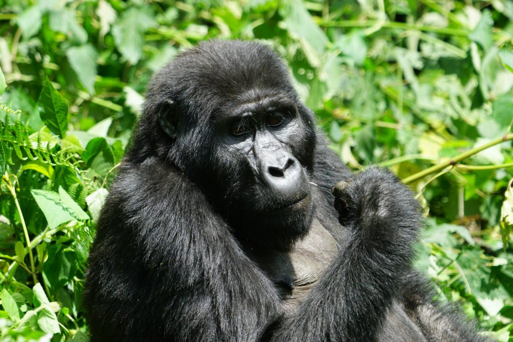 Fascinating Facts About Mountain Gorillas - Behavior, Habitat & Conservation