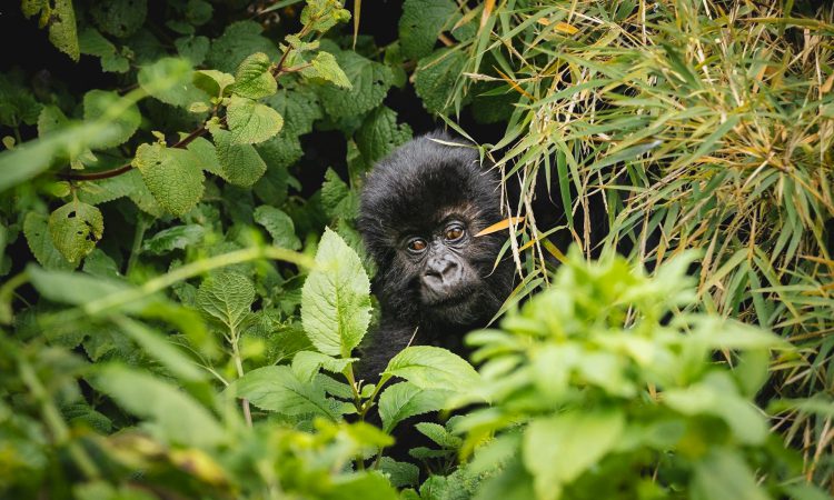 Why Booking Gorilla Permits in Advance is Essential
