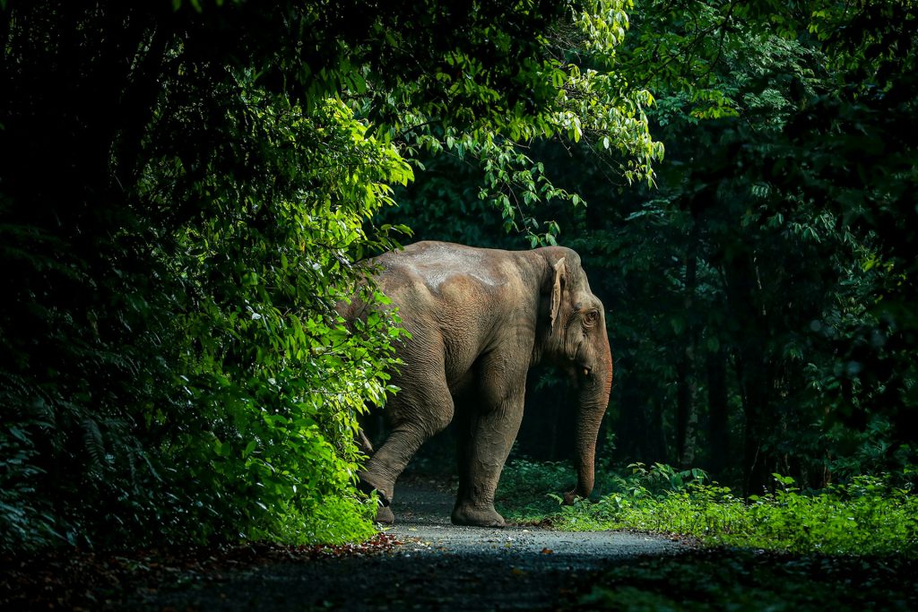 Forest Elephants in Bwindi Impenetrable National Park - Presence, Adaptation & Conservation
