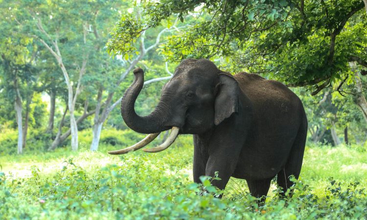 Forest Elephants in Bwindi Impenetrable National Park - Presence, Adaptation & Conservation