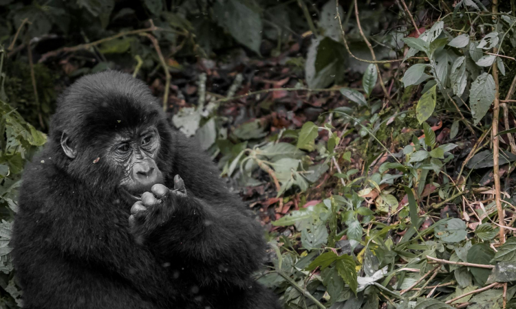 Gorilla Adaptations - How Gorillas Thrive in Their Natural Habitats