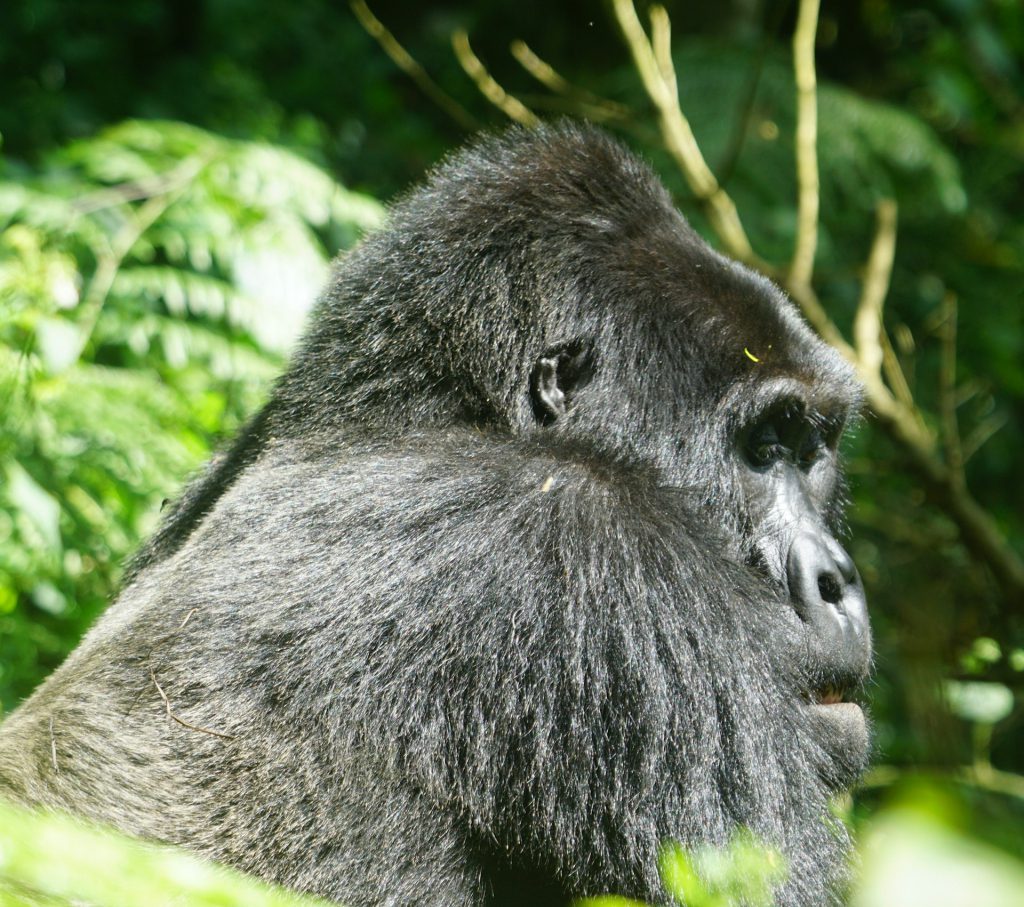 Gorilla Trekking