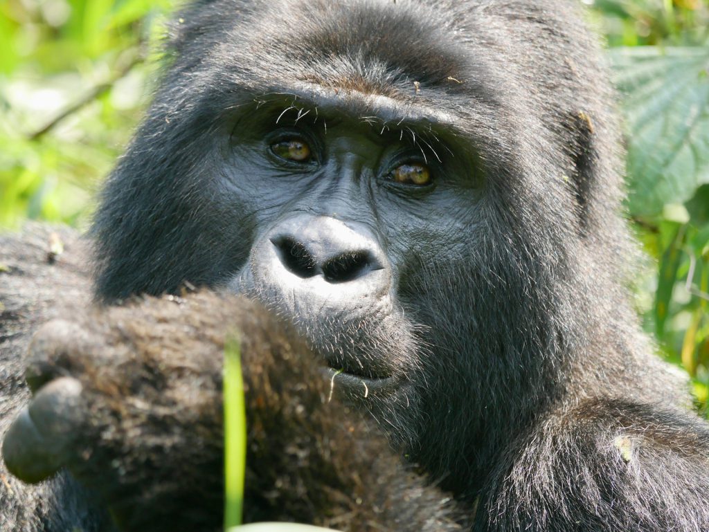How Do Gorillas Adapt to Their Environment