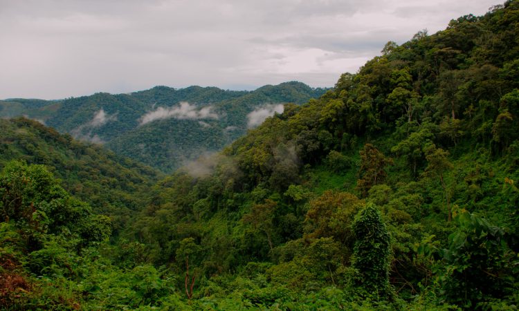 Vegetation of Bwindi - Exploring Forest Types and Biodiversity
