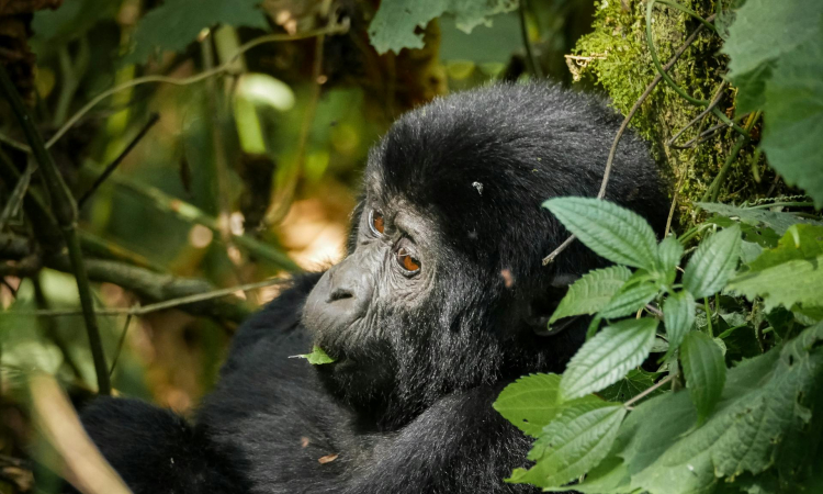 Understanding the High Cost of Gorilla Trekking - Conservation & Permit Fees Explained