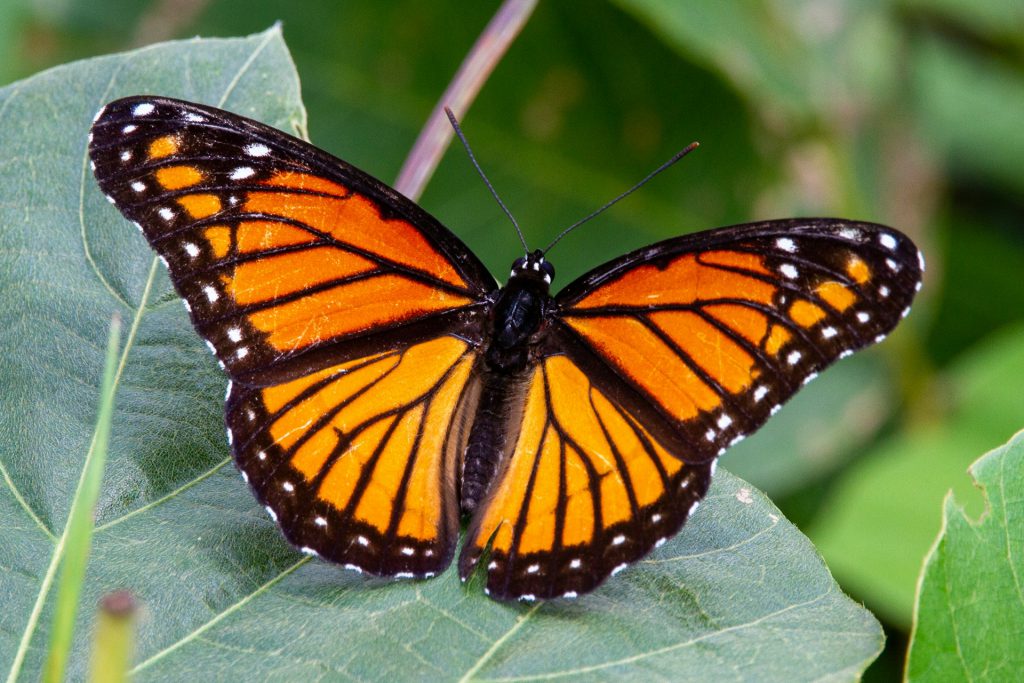 Physical Appearance of Butterflies