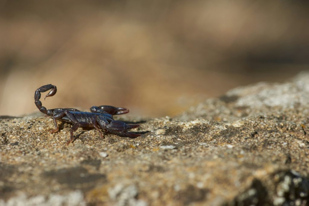 Safety Tips to Minimize Scorpion Bites