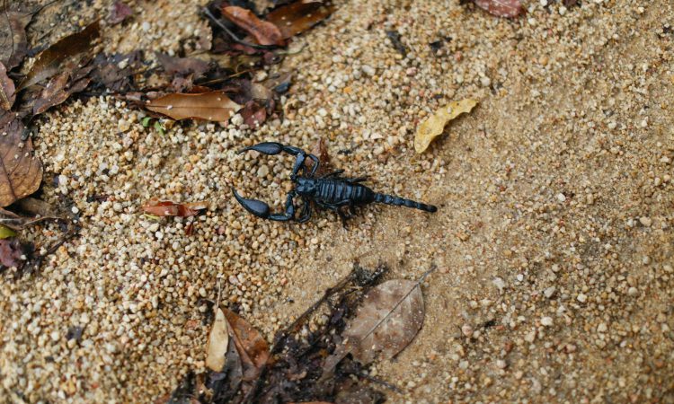 Scorpions in Bwindi Impenetrable National Park - Species, Habitats, and Safety Tips