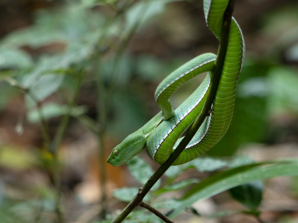 Snakes in Bwindi National Park