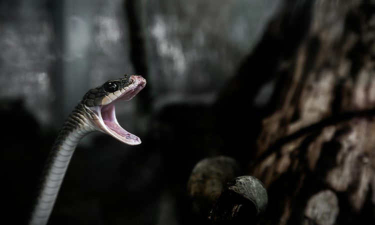 Snakes of Bwindi Impenetrable National Park - Species & Safety Information