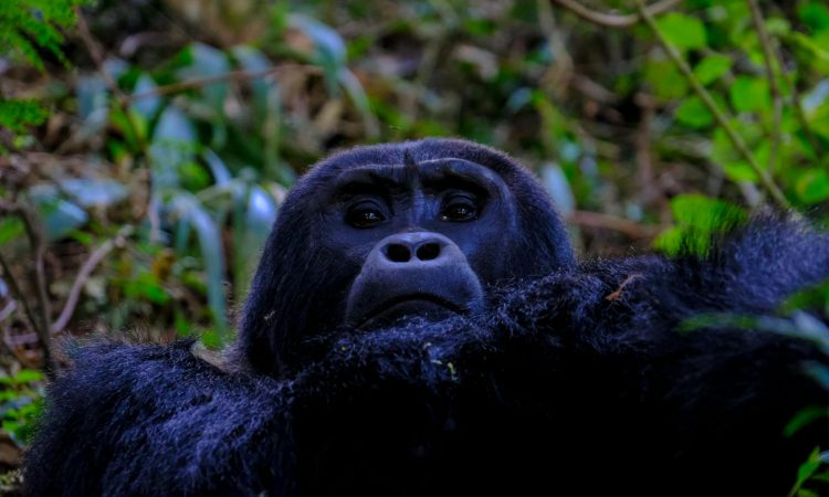 Understanding Gorilla Poaching - Causes & Conservation Efforts