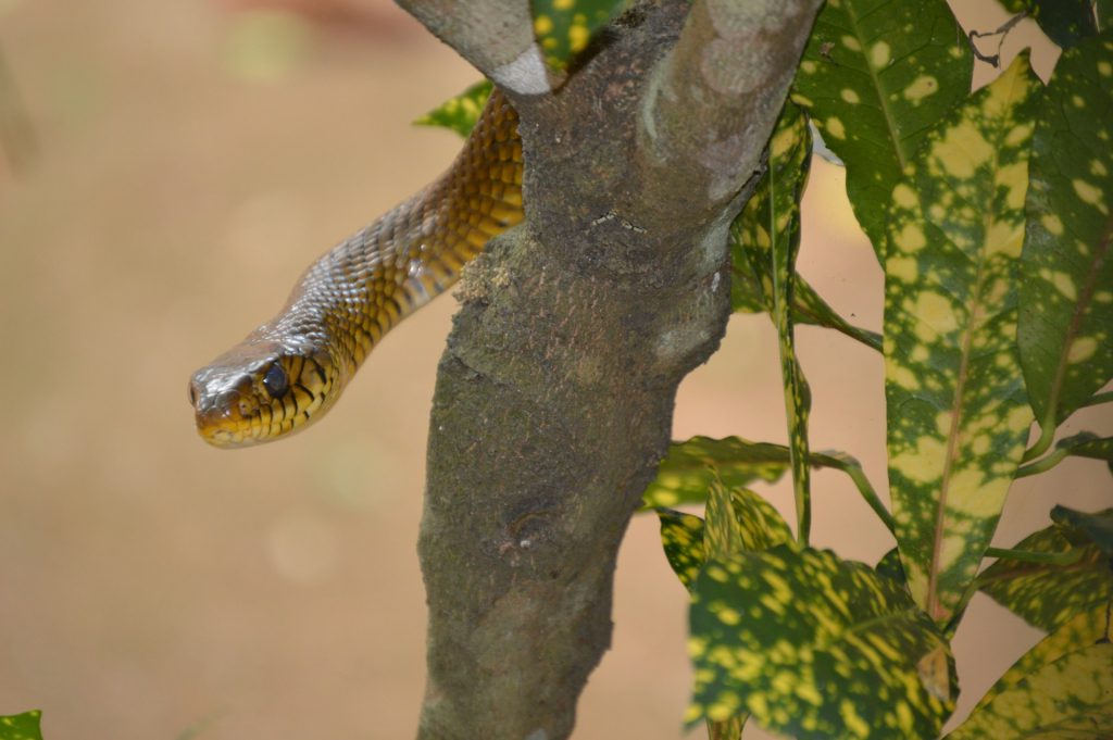 What to know about Snakes