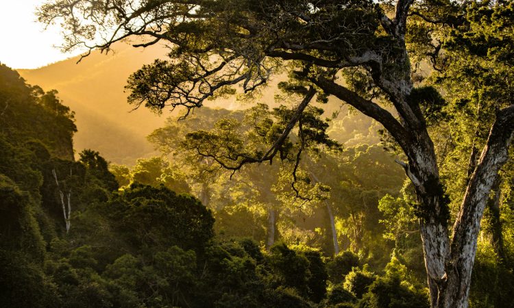 Echuya Forest Reserve - Biodiversity, Wildlife & Batwa Heritage