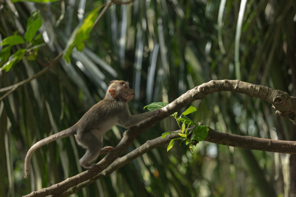 Monkeys of Bwindi Impenetrable Forest - Species, Habitats & Conservation