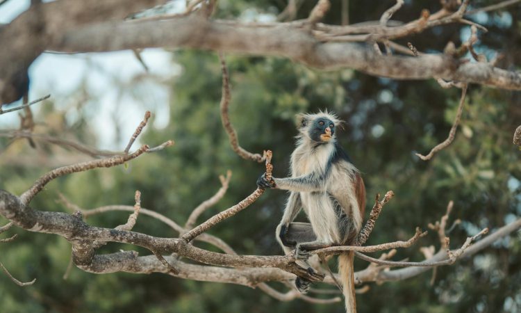 Monkeys of Bwindi Impenetrable Forest - Species, Habitats & Conservation