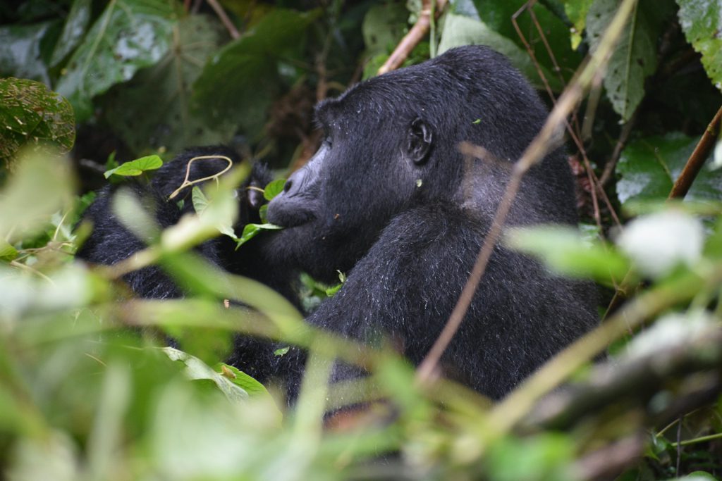 Budget Gorilla Trekking Tips